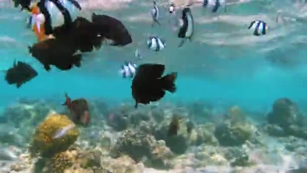 Kızıldeniz Balıkları Mercanları Deniz Tabanı Kıyıdan Çıktı Beach — Stok video