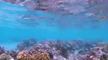 Kızıldeniz'in balıkları ve mercanları. Deniz tabanı kıyıdan çıktı. Beach.