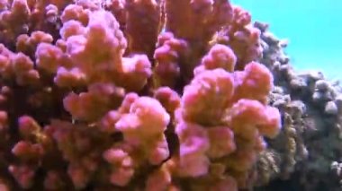 Kızıldeniz'in balıkları ve mercanları. Deniz tabanı kıyıdan çıktı. Beach.