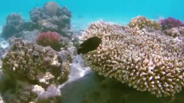 Kızıldeniz'in balıkları ve mercanları. Deniz tabanı kıyıdan çıktı. Beach.