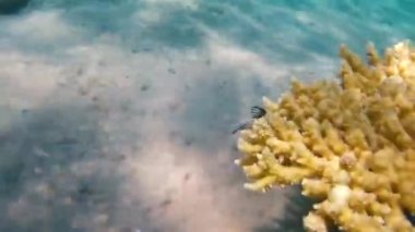Kızıldeniz'in balıkları ve mercanları. Deniz tabanı kıyıdan çıktı. Beach.