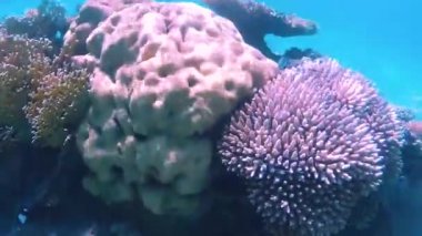 Kızıldeniz'in balıkları ve mercanları. Deniz tabanı kıyıdan çıktı. Beach.