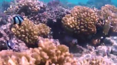 Kızıldeniz'in balıkları ve mercanları. Deniz tabanı kıyıdan çıktı. Beach.