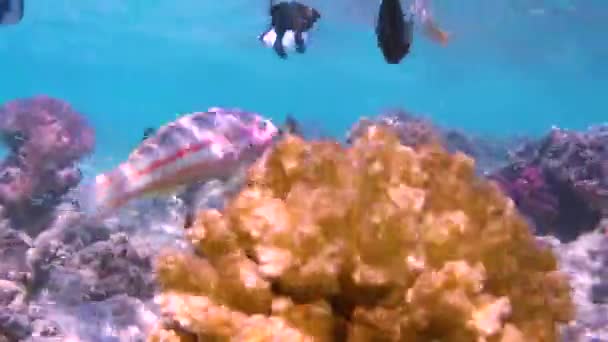 紅海の魚とサンゴ 海底は沖合いにある ビーチ — ストック動画