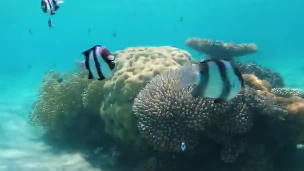 Peces Corales Del Mar Rojo Fondo Del Mar Está Frente — Vídeo de stock