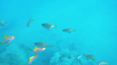 Kızıldeniz'in balıkları ve mercanları. Deniz tabanı kıyıdan çıktı. Beach.