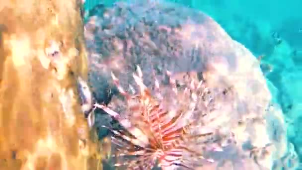 Kızıldeniz Aslan Balığı Sakinleri Pterois Antennata — Stok video