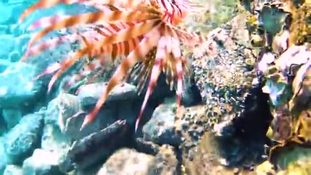 Habitantes Del Mar Rojo Pez León Pterois Antennata — Vídeo de stock