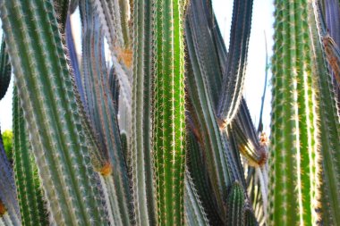 Kaktüs bitkilerinin dokusu. Arka plan ve illüstrasyon. 