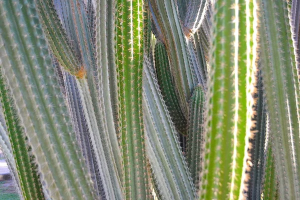 Textur Von Kaktuspflanzen Hintergrund Und Illustration — Stockfoto