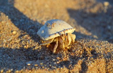 Deniz kıyısında ki hermit yengeci. kumlu bir kıyıda sürünen bir ev ile decapod yengeç