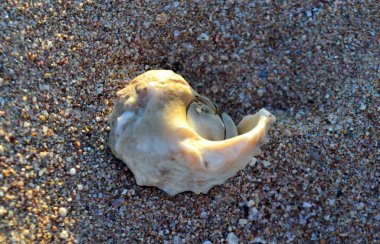 Deniz kıyısında ki hermit yengeci. kumlu bir kıyıda sürünen bir ev ile decapod yengeç