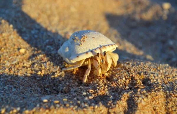 Deniz kıyısında ki hermit yengeci. kumlu bir kıyıda sürünen bir ev ile decapod yengeç