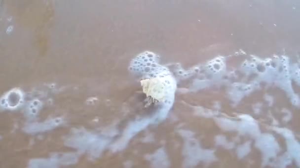 Caranguejo Eremita Praia Caranguejo Decapod Com Uma Casa Rastejando Uma — Vídeo de Stock