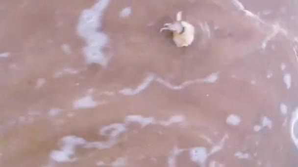 Hermit Crab Seashore Decapod Crab House Crawling Sandy Shore — Stock Video