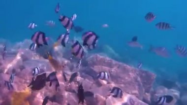  Balık ve Kızıldeniz.Lytjanus.Abudefduf mercan. Dascyllus.Balık iğnesi. Acanthurus. Deniz tabanı kıyıdan çıktı..