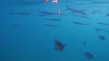  Balık ve Kızıldeniz.Lytjanus.Abudefduf mercan. Dascyllus.Balık iğnesi. Acanthurus. Deniz tabanı kıyıdan çıktı..