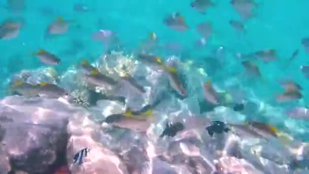 Peces Corales Del Mar Rojo Lytjanus Abudefduf Aguja Pescado Acanthurus — Vídeos de Stock