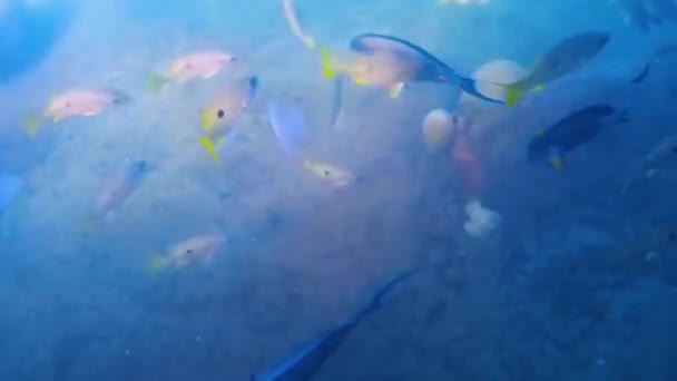 红海的鱼和珊瑚 达斯西鲁斯 阿坎图鲁斯海底在海岸外 — 图库视频影像