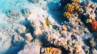 Balık ve Kızıldeniz mercanları.Heterocentrotus mammillatus. Acanthurus. Chaetodon mı? Zebrasoma mı? Deniz tabanı kıyıdan çıktı..