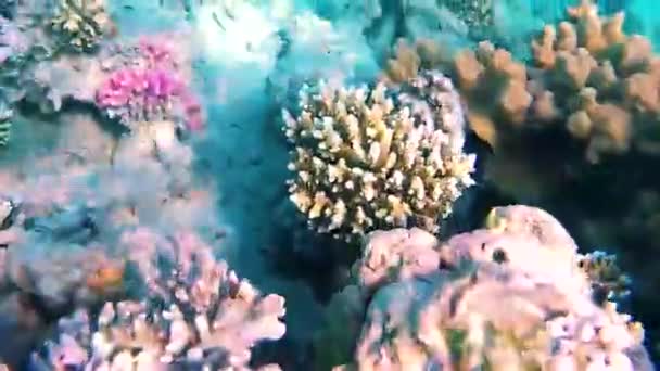 Fisk Och Koraller Röda Havet Heterocentrotus Mammillatus Acanthurus Chaetodon Zebrasoma — Stockvideo
