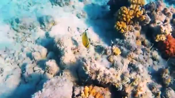 Рыба Кораллы Красного Моря Heterocentrotus Mammillatus Акантур Хетодон Zebrasoma Морское — стоковое видео