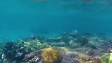 Kızıldeniz'in balıkları ve mercanları. Deniz tabanı kıyıdan çıktı. Beach.Kıyı bölgesinde sığ sularda Kızıldeniz'de balık besleme.