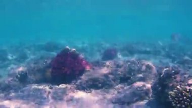  Kızıldeniz'in balıkları ve mercanları. Deniz tabanı kıyıdan çıktı. Beach.Kıyı bölgesinde sığ sularda Kızıldeniz'de balık besleme.