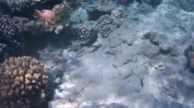  Kızıldeniz'in balıkları ve mercanları. Deniz tabanı kıyıdan çıktı. Beach.Kıyı bölgesinde sığ sularda Kızıldeniz'de balık besleme.