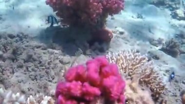  Kızıldeniz'in balıkları ve mercanları. Deniz tabanı kıyıdan çıktı. Beach.Kıyı bölgesinde sığ sularda Kızıldeniz'de balık besleme.