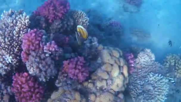 红海的鱼和珊瑚 海底在海岸外 — 图库视频影像
