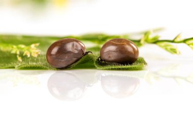 Büyük keneler yaprak Studio kanıyla dolu.