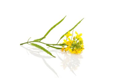 Rapessed çiçek ve beyaz arka plan üzerinde izole meyve. 