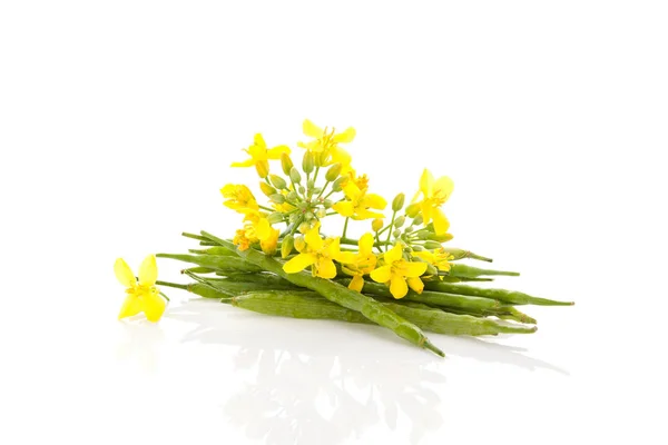 Fleurs Fruits Violés Isolés Sur Fond Blanc — Photo