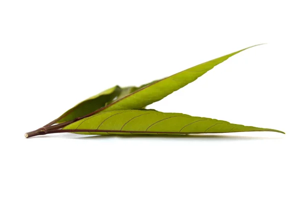 Willow Leaved Justicia Planta Medicinal Isolada Sobre Fundo Branco — Fotografia de Stock