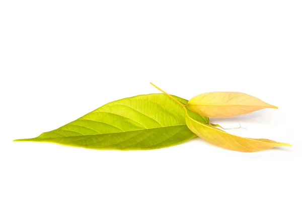 Bread Flower Leaves Isolated White Background — Stock Photo, Image