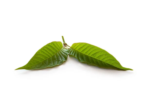 Kratom Leaves Isolated White Background Natural Medical Herbs — Stock Photo, Image