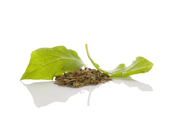 Salvia Divinorum Färska Och Torkade Löv Isolerade Vit Bakgrund — Stockfoto