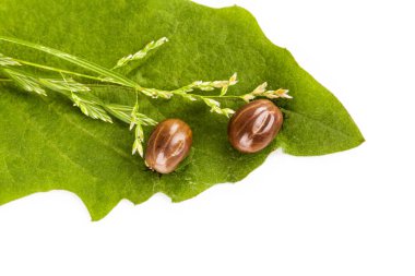 İki şişman keneler yaprak yukarıdan Studio'da kanıyla dolu.