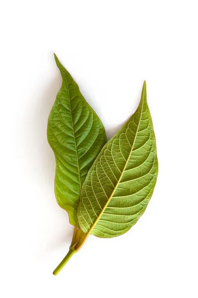 Kratom Löv Isolerade Vit Bakgrund Naturliga Medicinska Örter — Stockfoto