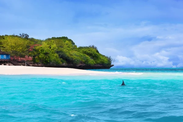 Big Shark Swimming White Sand Beach Beautiful Tropical Island — Stock Photo, Image