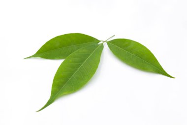 Beyaz arka plan üzerinde izole yeşil kauçuk ağacı yaprakları. 