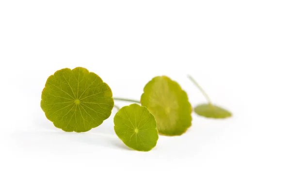 Asiatic Pennywort Fresh Gotu Kola Leaves Isolated White Background Medicinal — Stock Photo, Image