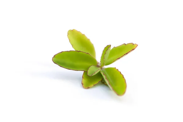 Αέρα Φυτό Φύλλα Απομονωθεί Λευκό Φόντο Θεραπευτικά Βότανα — Φωτογραφία Αρχείου
