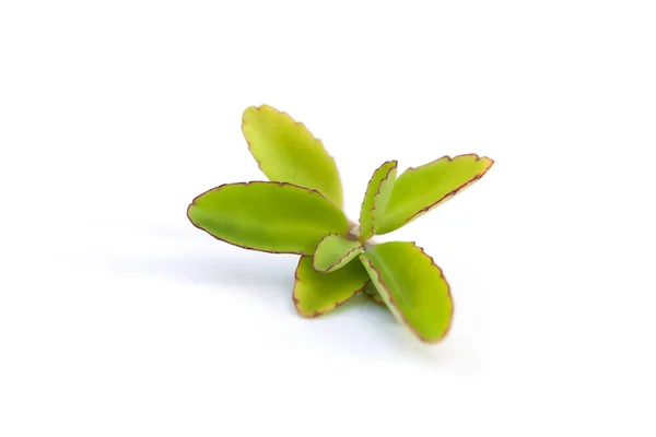 Foglie Aria Isolate Fondo Bianco Erbe Medicinali — Foto Stock