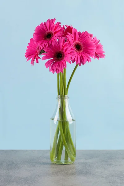 Pink gerbera flower in vase against blue background.