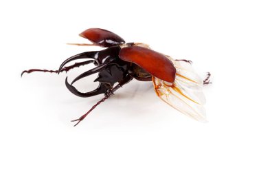 Lucanus cervus stag beetle beyaz izole.