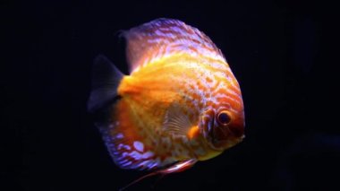 Egzotik tropik discus balık