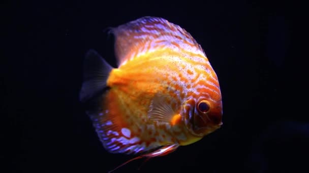 Exotiska Tropiska Discus Fisk — Stockvideo