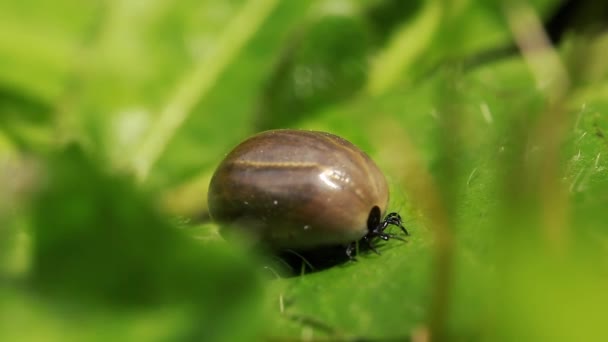 Garrapata Llena Sangre Hierba Aire Libre Naturaleza — Vídeo de stock